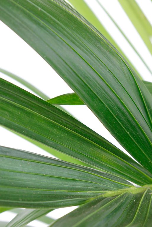 groen veervormig blad van de palm plant