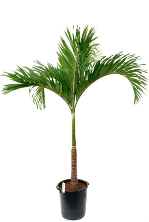 Veitchia palm kamerplant