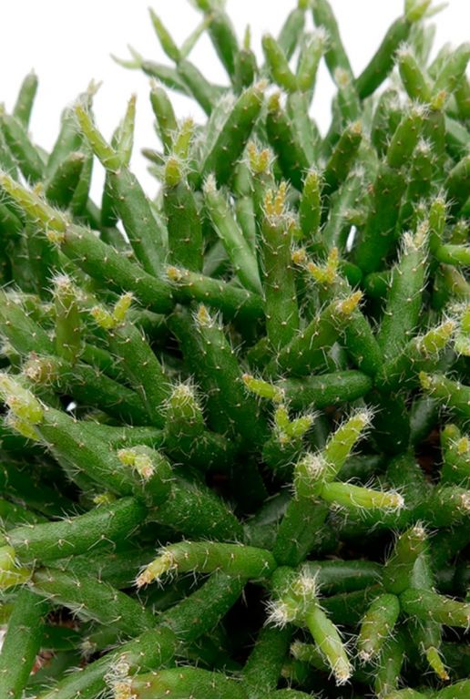 Rhipsalis burchellii 