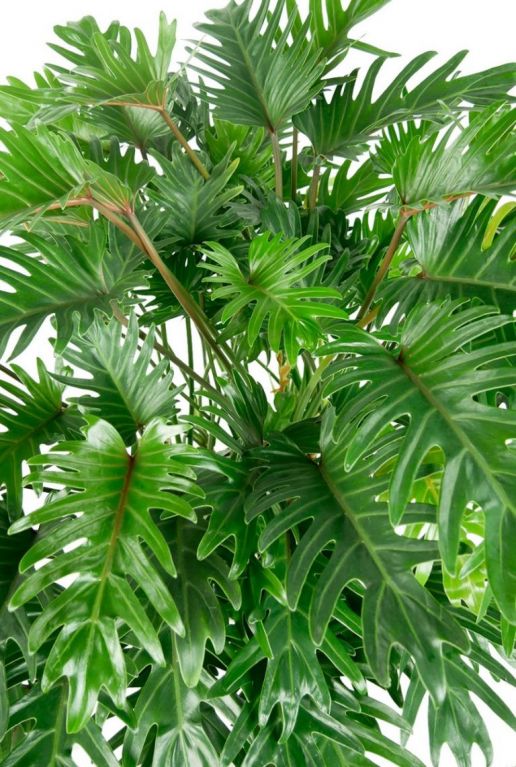 Volle grote xanadu plant 1