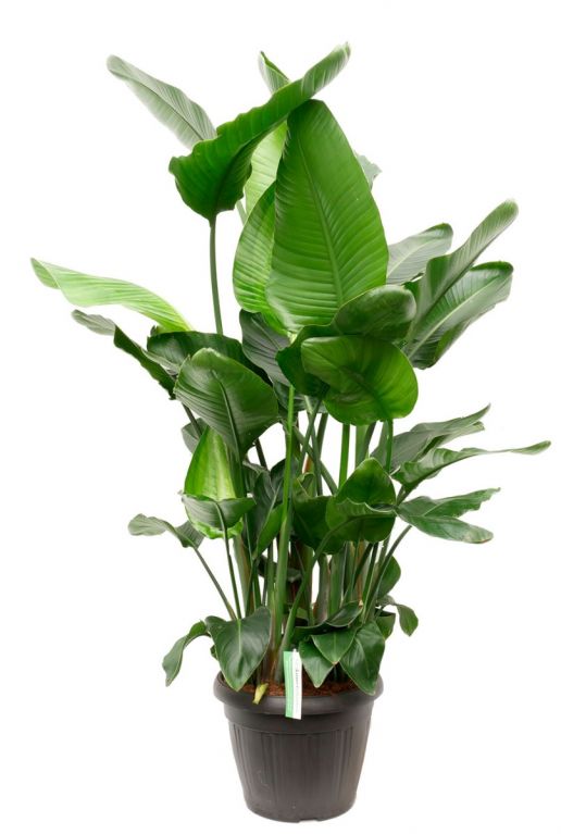 Strelitzia Nicolai