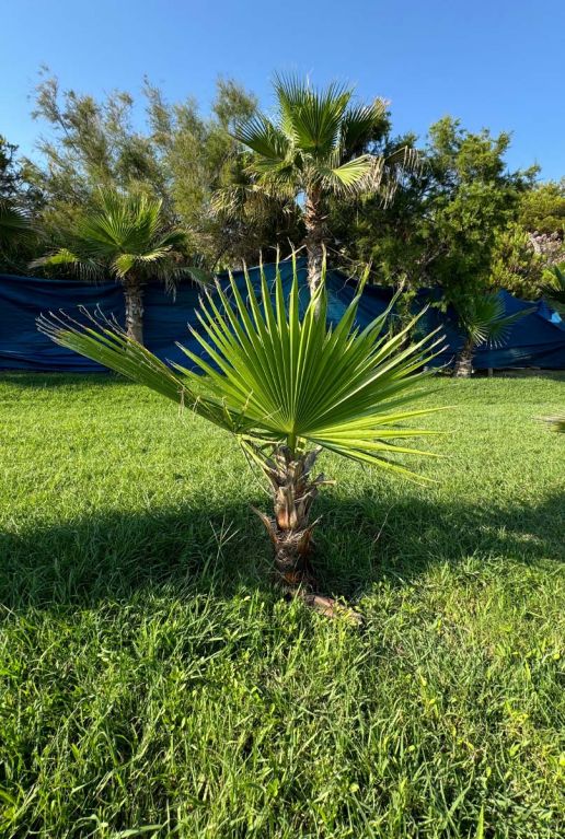 Washingtonia robusta palm 4
