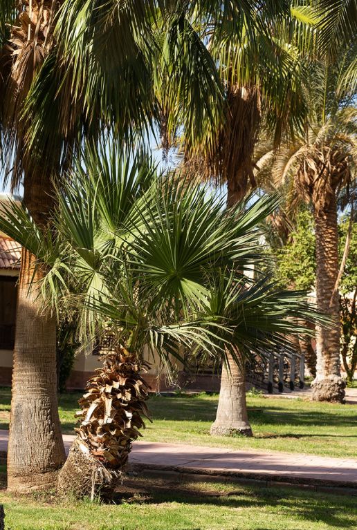 Washingtonia robusta tuinplant 6195
