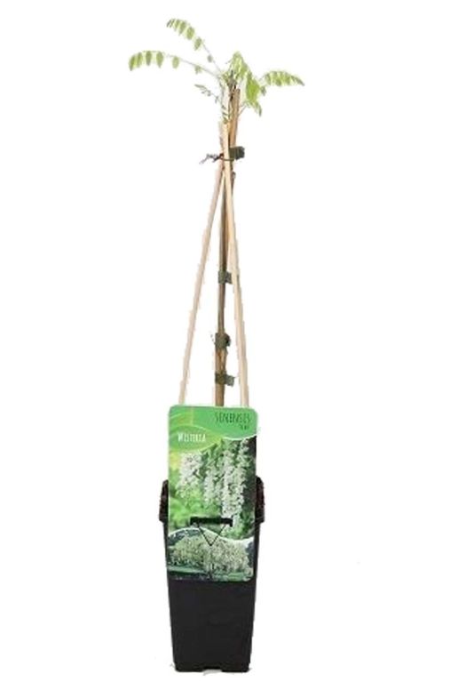 Wisteria alba tuinplant p14