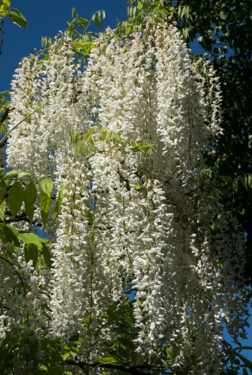 Wisteria alba tuinplanten p14