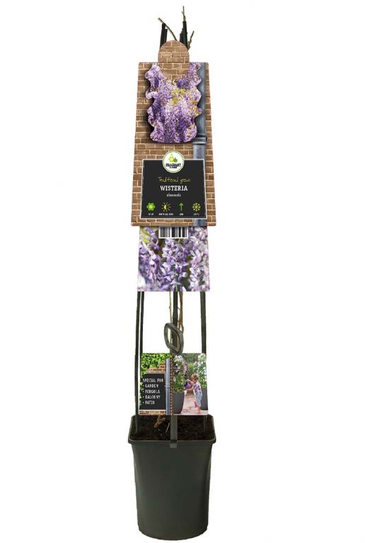 Wisteria sinensis plant p23