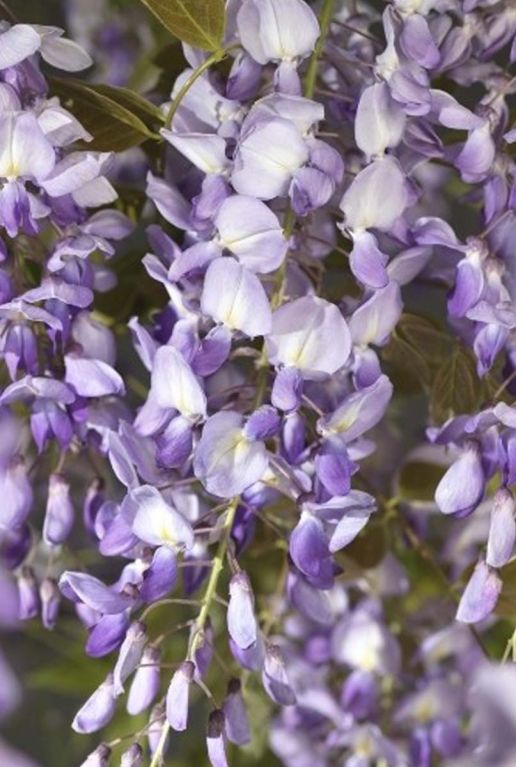 Wisteria sinensis tuinplant 23
