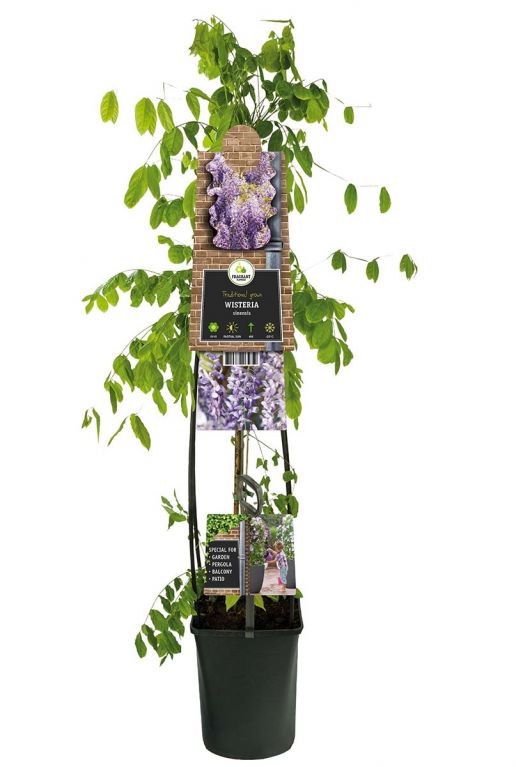 Wisteria sinensis tuinplant p23
