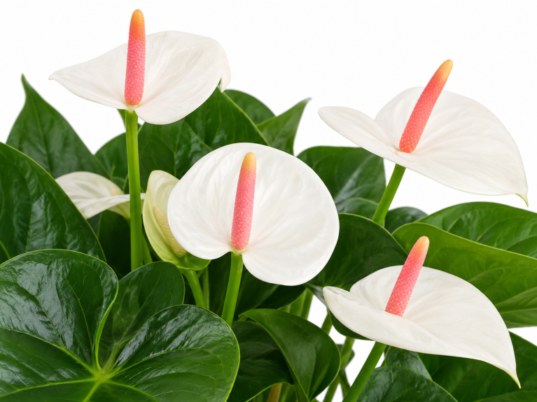 Witte anthuriums tussen glanzend groen