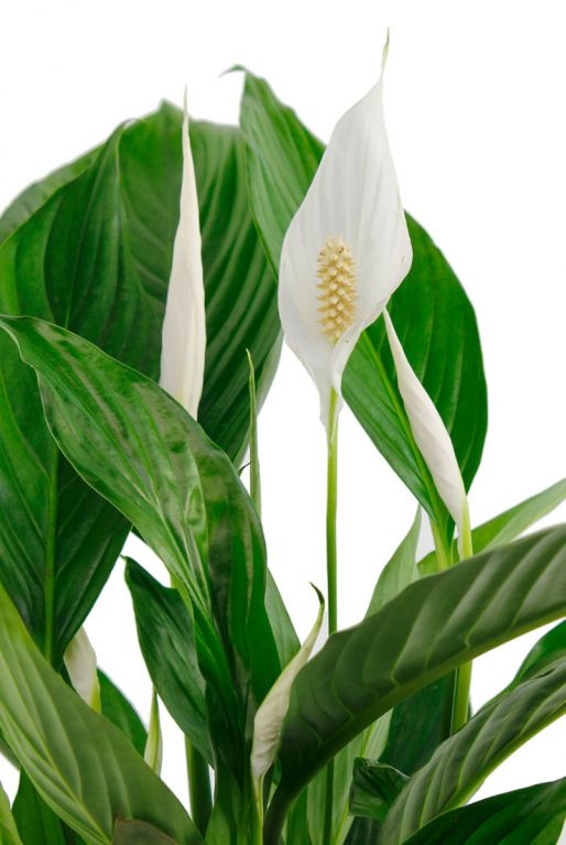 Witte lepel bloem van de spathiphyllium plant