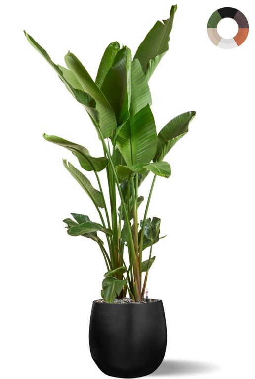 Xxl strelitzia in pot