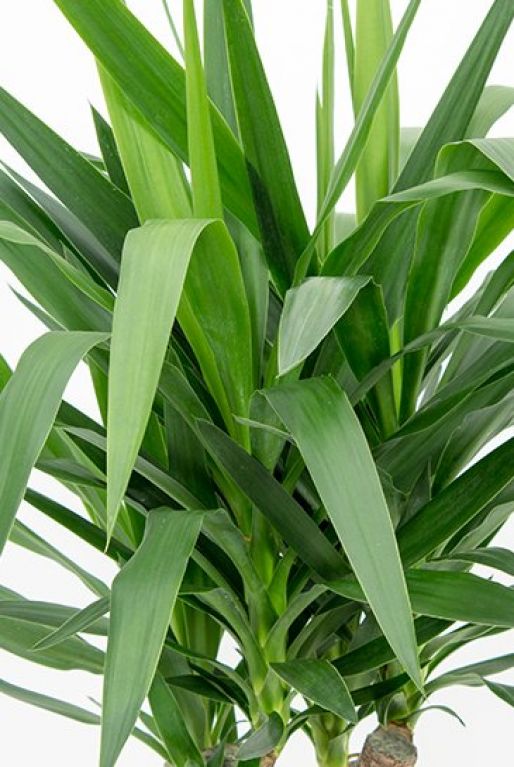 Yucca Elephantipes