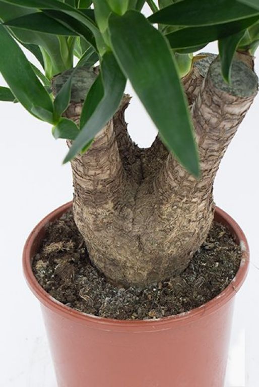 Yucca Elephantipes