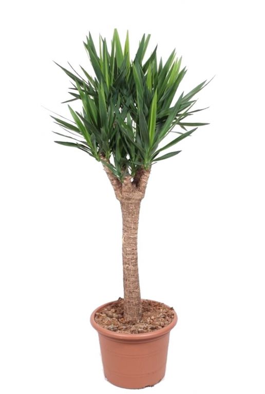 Yucca elephantipes kamerplant