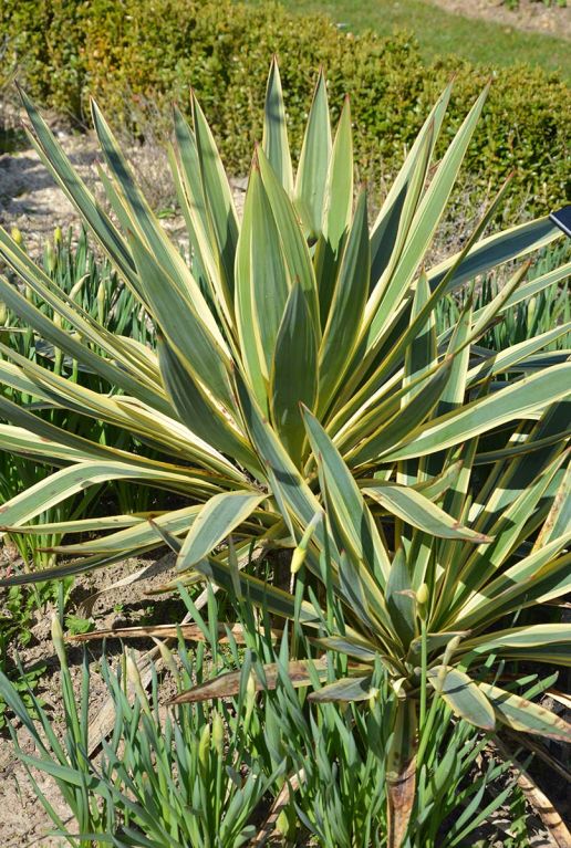Yucca gloriosa citrus tuinplant p26