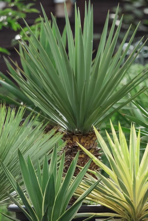 Yucca gloriosa silver tuinplant p26