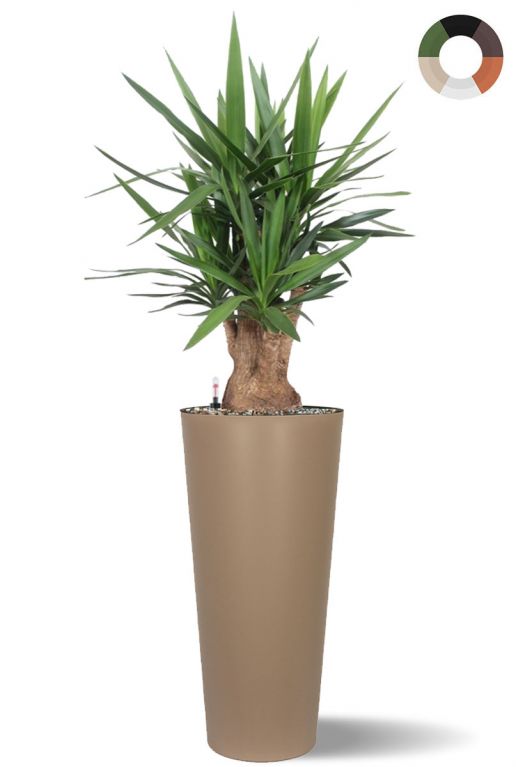 Yucca in hoge plantenbak