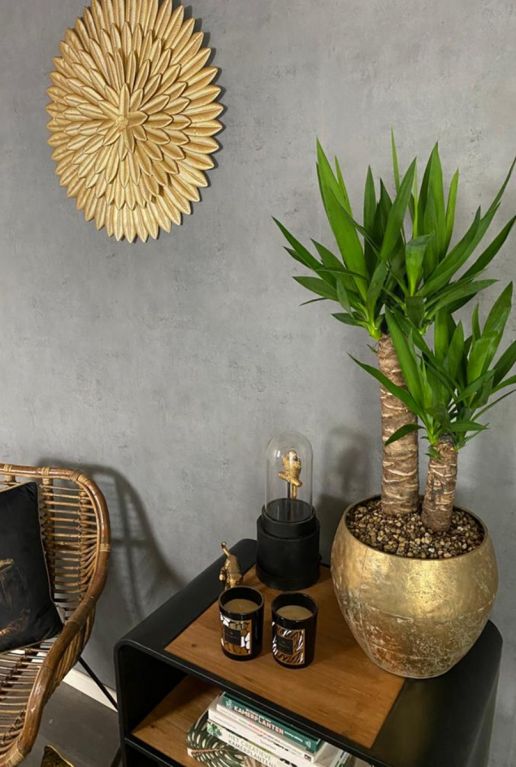 Yucca palm kamerplant aanbieding 1