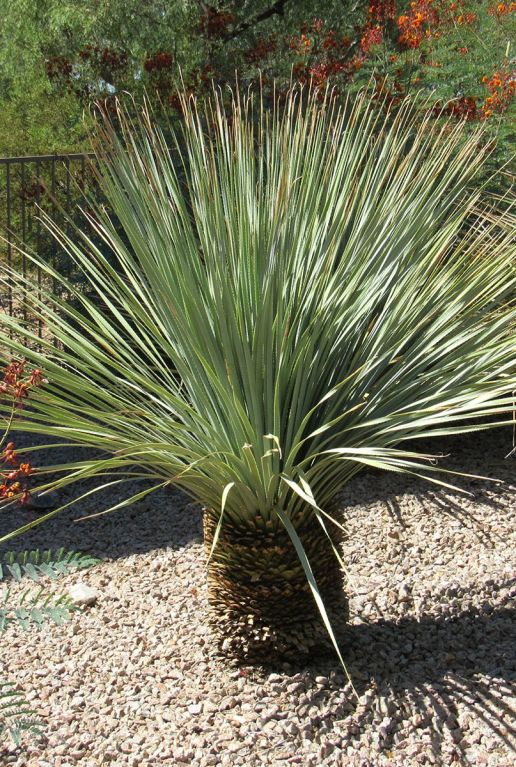 Yucca rostrata 7886 tuinplant