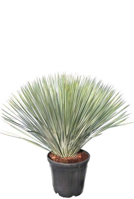 Yucca rostrata p38