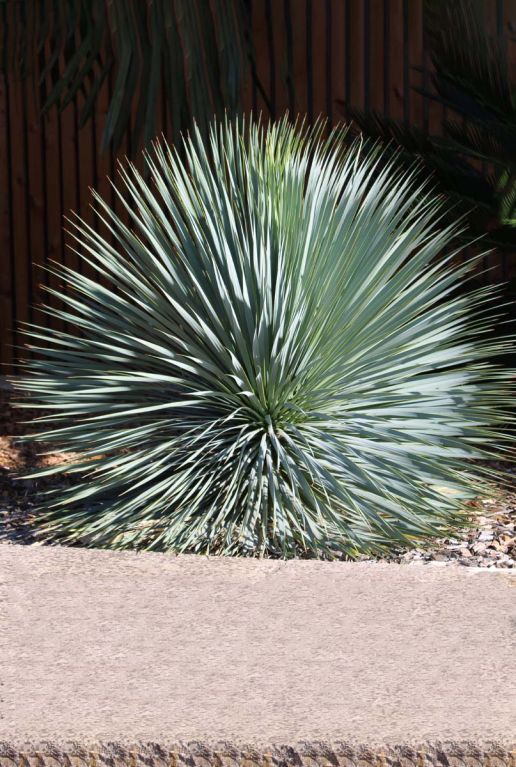 Yucca rostrata tuinplant 2