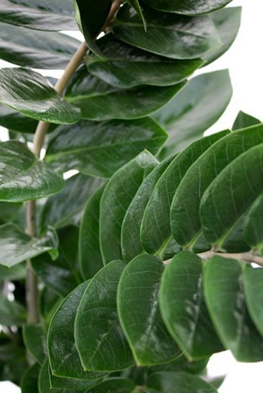 Zamioculcas Zamiifolia