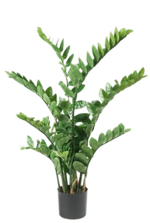 Zamioculcas zijdeplant