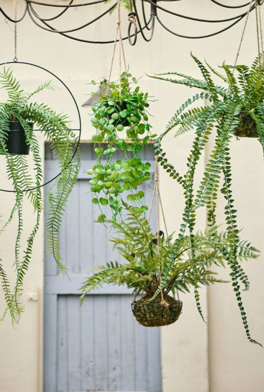 Zijdeplanten hangplanten