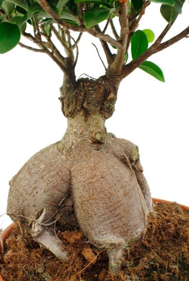 Ficus microcarpa Bonsai dikke stam