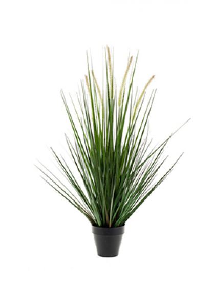 Alopecurus grass