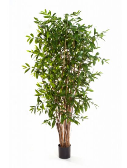 Dracaena surculosa tree
