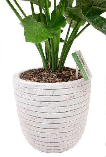 Alocasia zijdeplant in capi pot