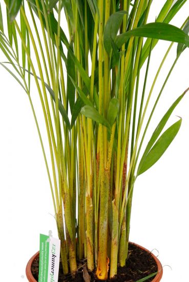 Geel groene stelen van de Areca palm