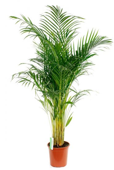 Prachtige Areca palm kamerplant