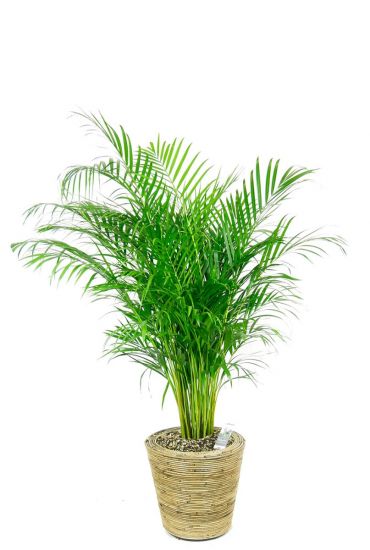 Areca palm in rieten pot