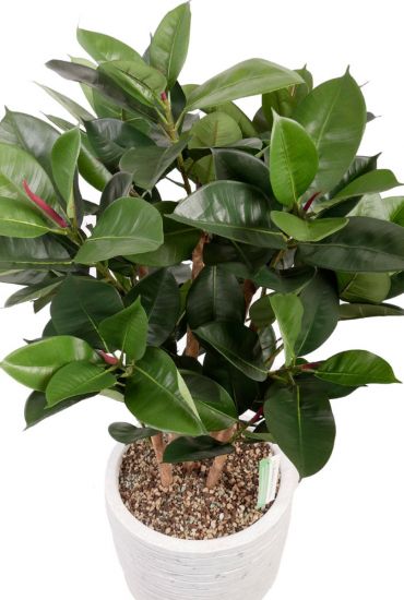 Ficus zijdeplant kamerplant