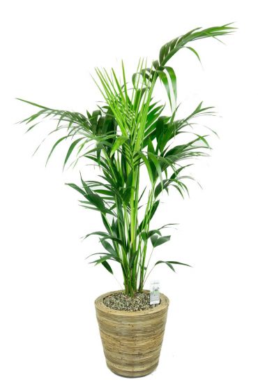 Kentia palm in mand