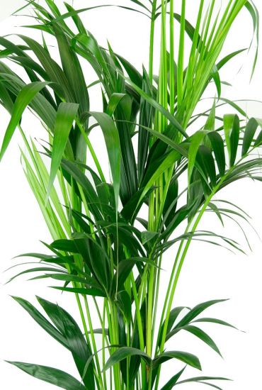 Kentia palm kamerplant
