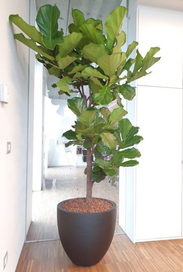 Luca lifestyle grote pot