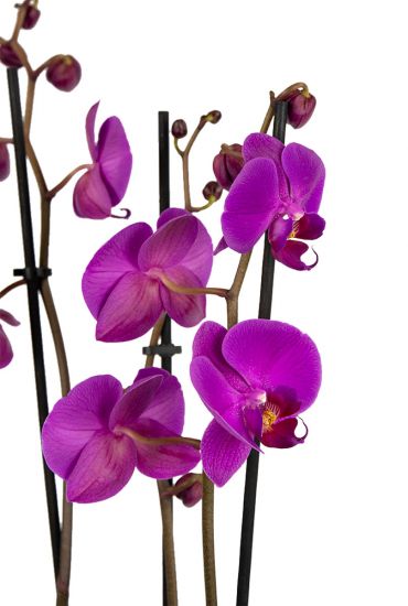 Phalaenopsis-3tak-paars-steel