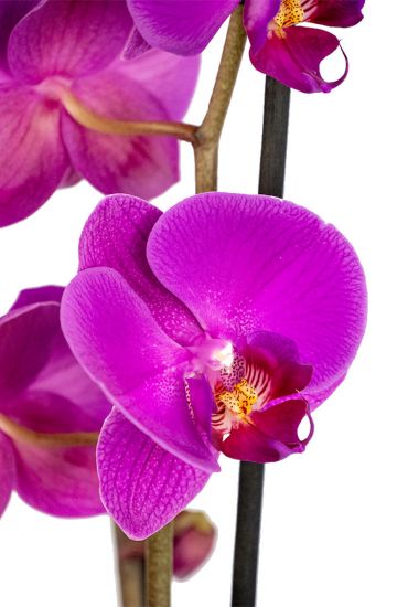 Phalaenopsis-3tak-paars-tak