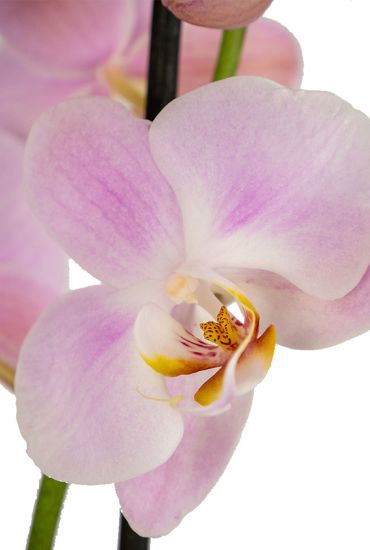 Phalaenopsis-3tak-roze-bloem