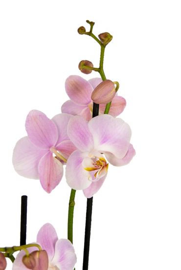 Phalaenopsis-3tak-roze-tak