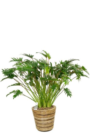 Philodendron xanadu in mand 1
