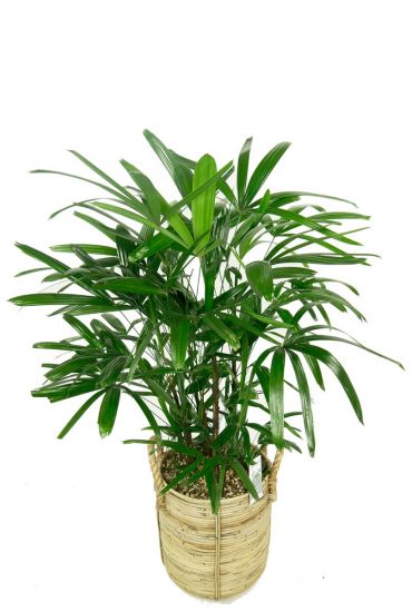 Rhapis plant in rotan mand