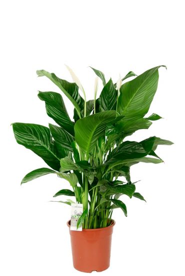 Spathiphyllum lepelplant kamerplant 1