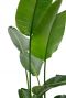 Kamerplant met grote groene bladeren