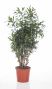 Dracaena reflexa