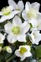 Helleborus Christmas Carol
