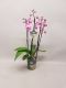 Phalaenopsis Boston - 4 tak